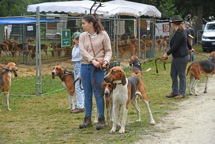 Comme d'habitude, l'événement a accueilli les nationales d'élevage du Club du chien d'ordre et du Club du fox-terrier.