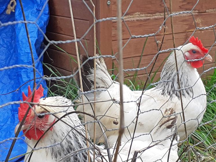 En 2021, l'association des Amis du château de Luz, basée à Coulmiers, a entrepris de sauvegarder la contres, race de poule.