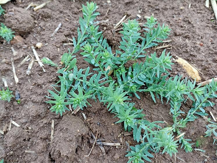 Peu couvrant, le lin est idéalement implanté dans une parcelle propre.