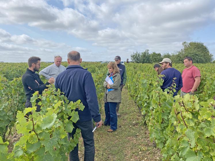 Mardi 17 septembre, à Thoré-la-Rochette. Des vignerons de l'appellation Coteaux du Vendômois se sont réunis pour une visite pré-vendanges.