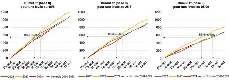 Avec l’exemple d’Evreux ci-dessus, pour des hypothèses de dates de levée identiques (15/08, 25/08 et 05/09), on estime que le stade 6 feuilles devrait apparaître 6 à 8 jours plus tard en 2024 par rapport à 2023. 