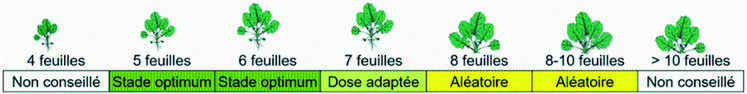 L'application du régulateur de croissance est optimale au stade 6 feuilles du colza.