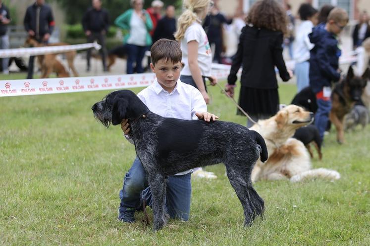 Toute l'année, des expositions canines sont organisées pour les chiens inscrits au Lof (Livre des origines français). Comme ici à Spoir (Eure-et-Loir), le 16 juin, où cette drahthaar concourt avec son jeune maître dans la catégorie Jeunes présentateurs.