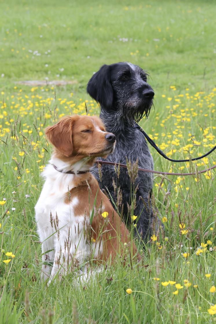 L'épagneul breton (devant) et le drahthaar sont deux races distinctes qui font partie des chiens d'arrêt (groupe 7).