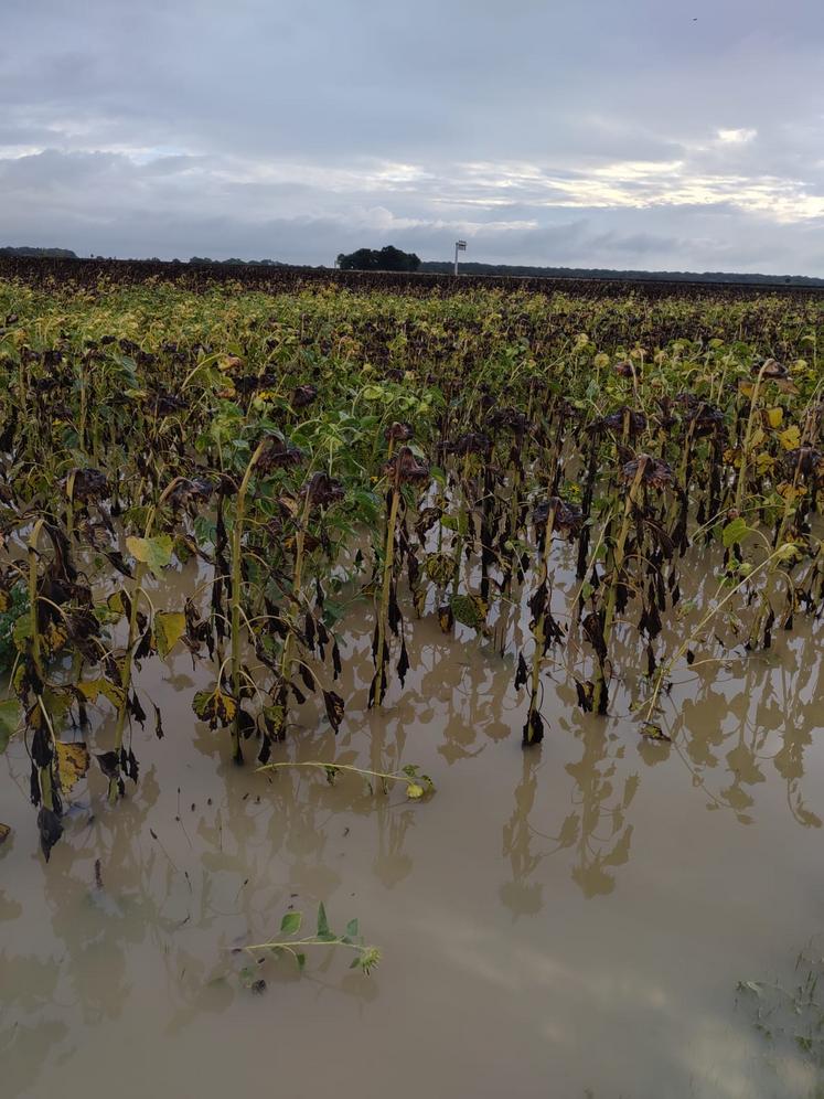 À Prunay-en-Yvelines (Yvelines), les tournesols de la Ferme de Presles ont les pieds dans l'eau.