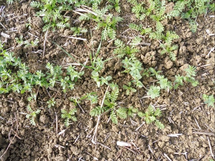 Pour la campagne 2024/2025, le programme de désherbage antigraminées évolue sur le lin oléagineux d’hiver à la suite du retrait d’Avadex 480.