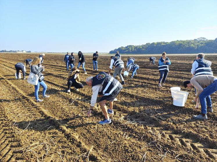 Les volontaires présents ramassent les pommes de terre qui sont passées au travers de la machine de récolte.