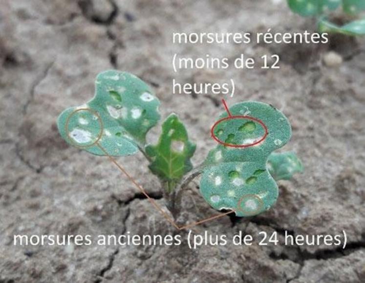 Un suivi quotidien permet de discerner les morsures anciennes et récentes.