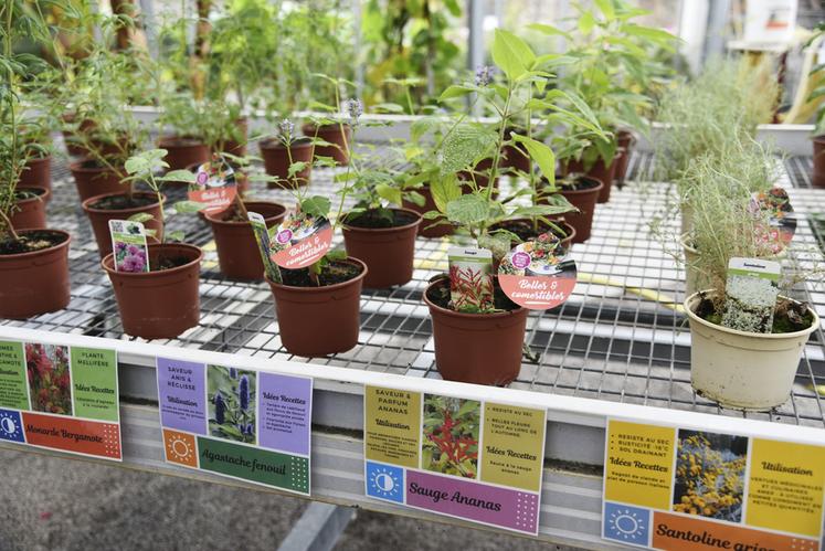 Les résultats d'une expérimentation sur les fleurs comestibles ont été présentés lors de la journée portes ouvertes d'Astredhor Seine-Manche mercredi 25 septembre.  