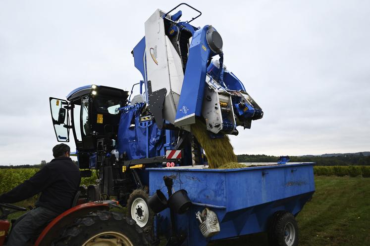 Avec une moyenne de 40 hl/ha sur les parcelles de Sauvignon, la quantité de ces vendanges 2024 n'est pas la hauteur des espérances pour Hugo Biet, même si la qualité reste correcte. 