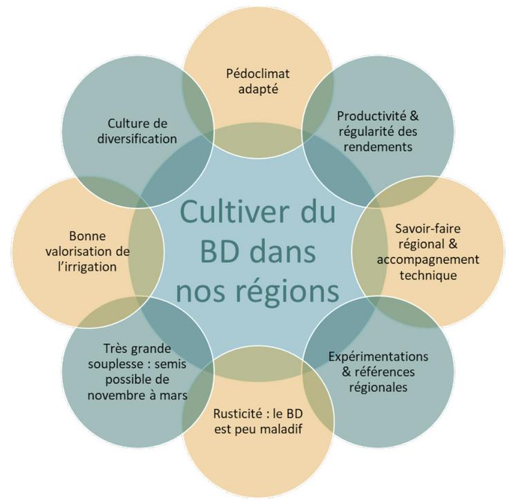 Les atouts du blé dur dans nos régions.