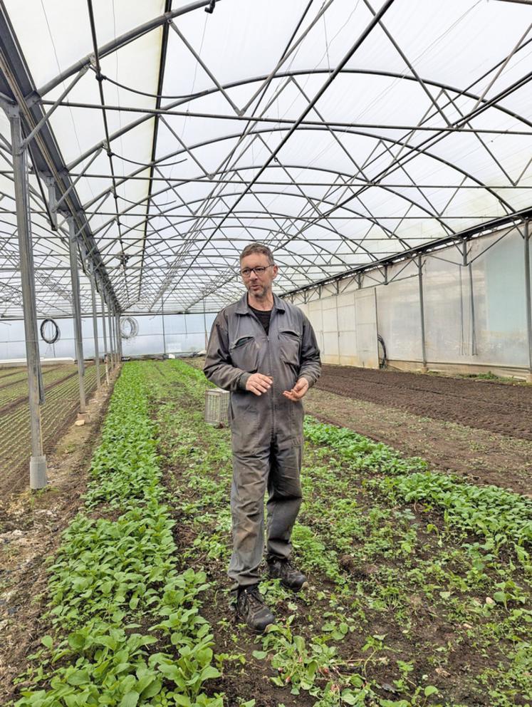 Fabrice Maurice au milieu de planches de radis. 