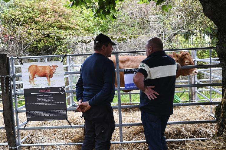 Éleveurs et acheteurs ont longuement négocié avant de s'accorder sur un prix, puis se serrer chaleureusement la main pour conclure la vente de l'animal.