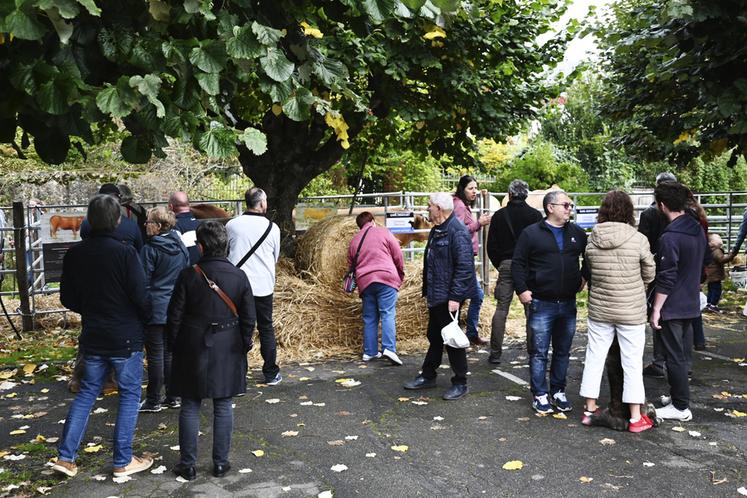 Le grand public, venu nombreux à la foire de la Saint-Denis, était ravi de s'arrêter devant les différentes races de vaches présentées.