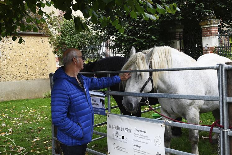 Des chevaux percherons étaient présents pour le plus grand plaisir des visiteurs qui ont apprécié les caresser.