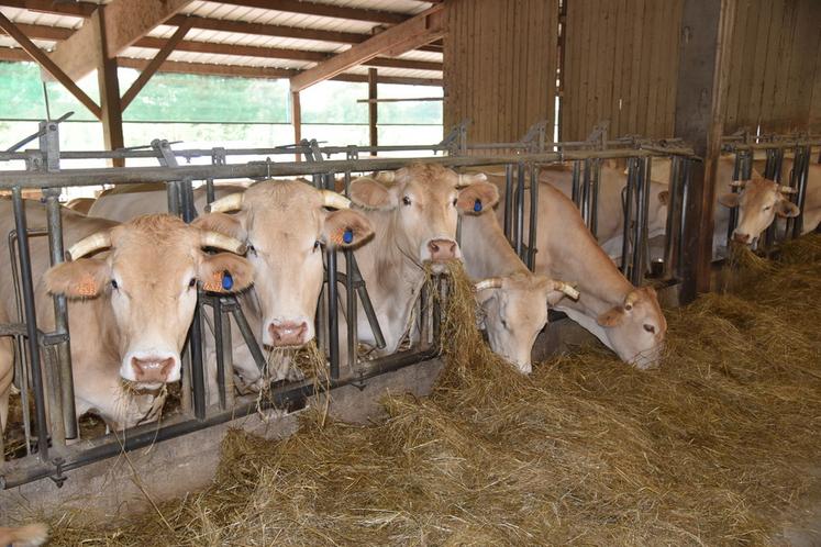 Ces blondes d'Aquitaine sont équipées de boucles SenseHub.