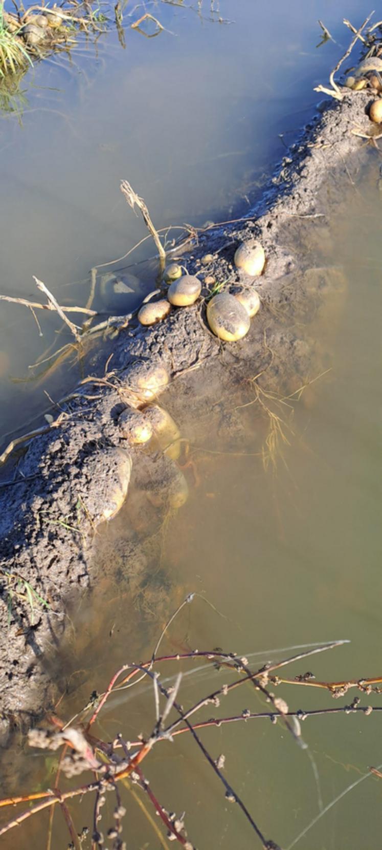 Les pommes de terre de Louis Gaujard, à Vennecy, baignent depuis plusieurs jours à la suite de l'excès d'eau dû notamment au passage de la tempête Kirk.