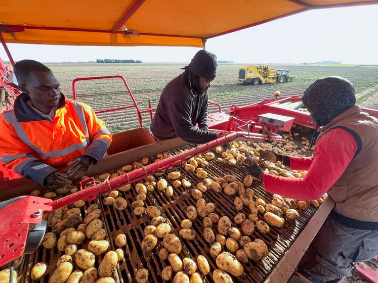 Installés en haut de l'arracheuse, les trieurs enlèvent cailloux et mottes de terre du flux de pommes de terre qui va vers la trémie.