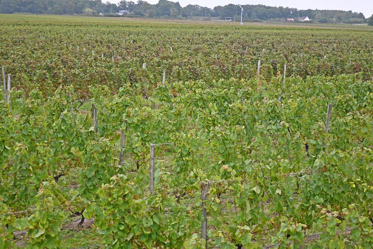 Un bilan de mi-parcours permet de faire état des avancées en cours au sein du vignoble de la Loire, dans le cadre du plan de filière Loire 2030. 