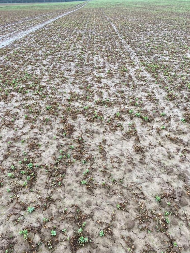 Parcelle de pois avec zone hydromorphe en 2024, fortement impactée par la maladie.