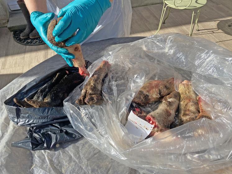 Valérie Wolgust, vétérinaire de l’École nationale vétérinaire de Maisons-Alfort, a sensibilisé les participants à la problématique du piétin.
