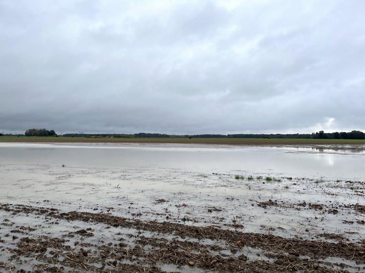 En Seine-et-Marne, les champs payent un lourd tribut. 