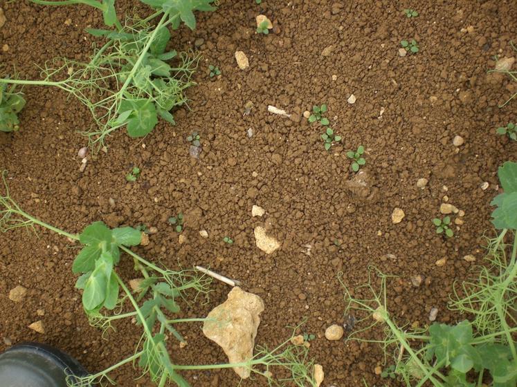 Dicotylédones émergentes sur pois d’hiver.