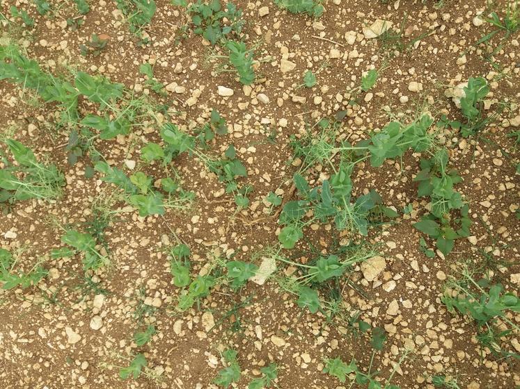 Graminées émergentes sur pois d’hiver.