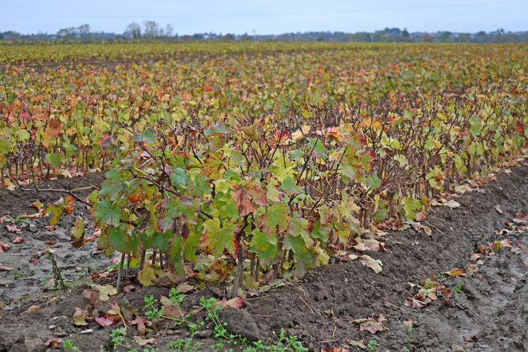 Du côté de Vineuil, la pépinière viticole Morand a bien résisté aux intempéries de l'année 2024 avec une production qui ne devrait pas subir de perte. 
