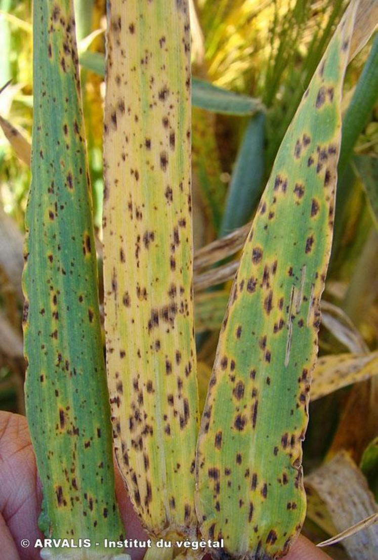 La ramulariose a grandement touché les cultures d'orges d'hiver durant la campagne 2024. 