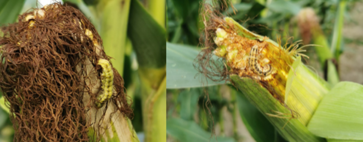 Présence de larves d’héliothis sur des parcelles semées tardivement.