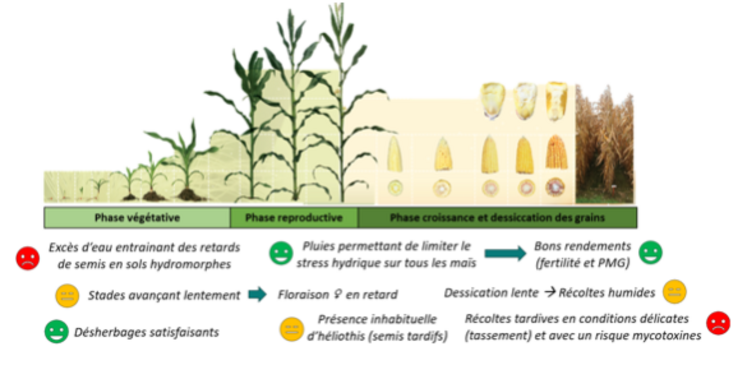 Résumé de la campagne 2024 maïs grain en régions Centre et Île-de-France.