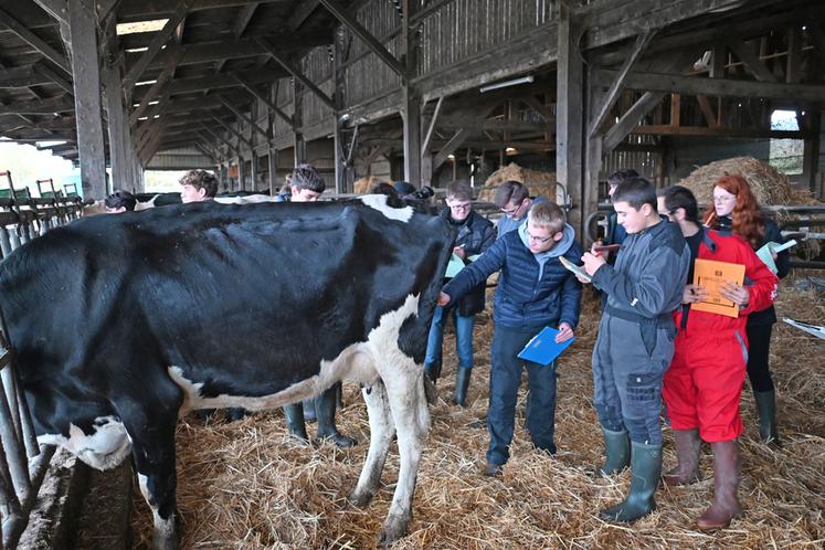 Mardi 19 novembre, à Areines. 128 jeunes des établissements scolaires agricoles du département ont participé au concours de jugement de bétail.