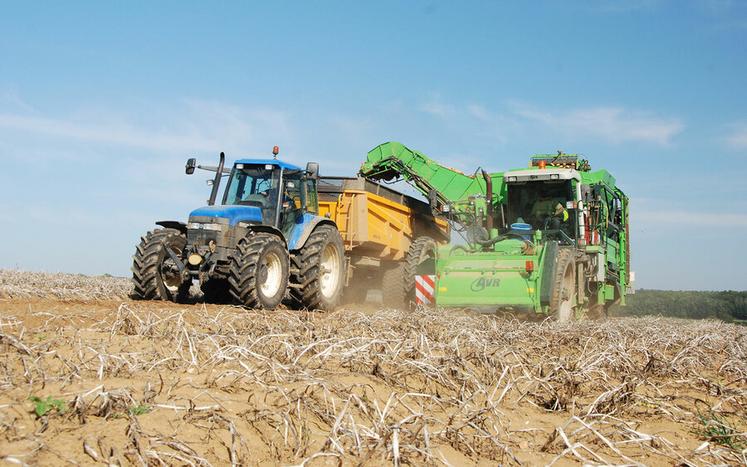 Cette campagne, le rendement moyen national devrait se situer à 48,7 tonnes par hectare, ce qui est supérieur de 9,1 % à la moyenne quinquennale.