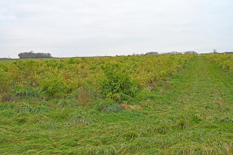 À l'âge adulte, à 9 ans, la bambouseraie atteindra entre 10 et 20 mètres de haut. La parcelle est implantée pour 80 à 120 ans. 