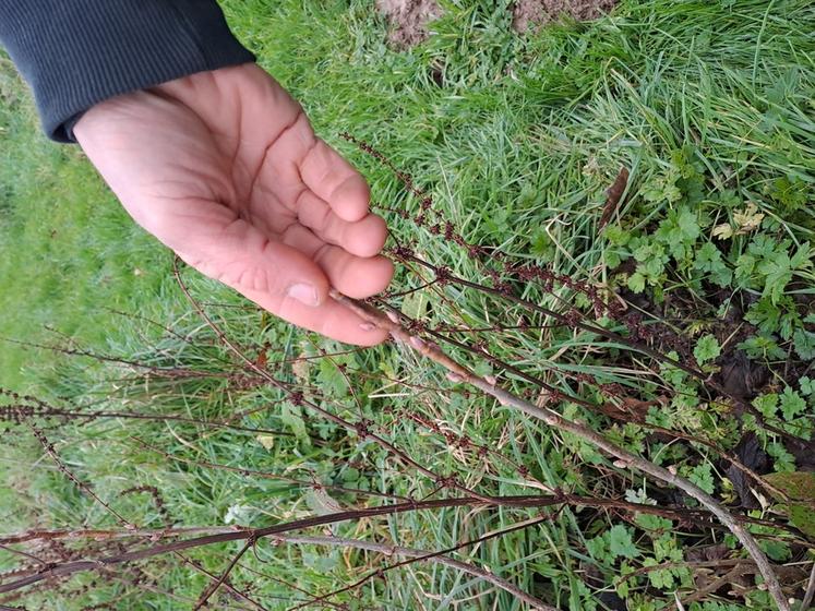 Son terrain compte 250 plantes différentes, dont 150 pérennes ou vivaces et une centaine d’annuelles.