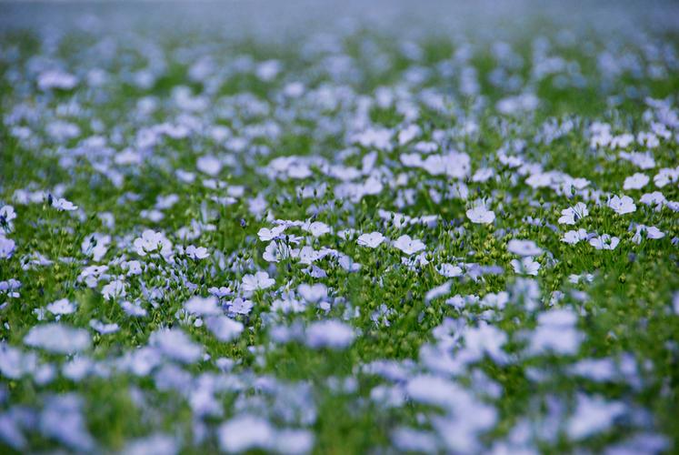 La culture du lin oléagineux offre de nombreux atouts économiques et agronomiques.