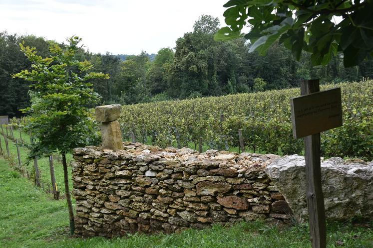 Des murs en pierres sèches sont visibles autour des parcelles de vigne.