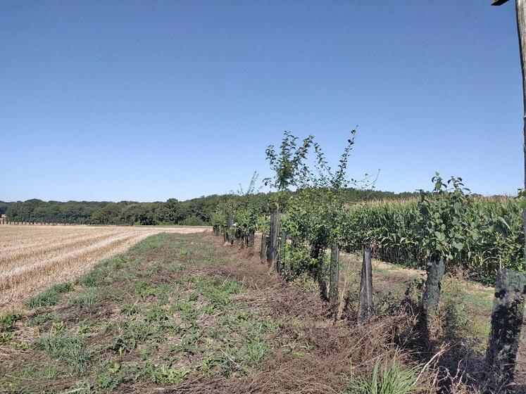 Une matinée technique sur l’entretien des haies et des jeunes plantations aura lieu mardi 21 janvier à Longnes (Yvelines).