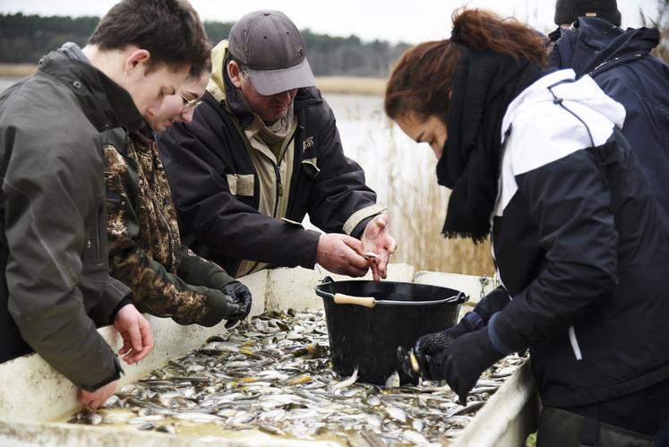 Mercredi 11 décembre, à Menestreau-en-Villette. De nombreuses personnes étaient présentes pour aider à trier rapidement les poissons pêchés.