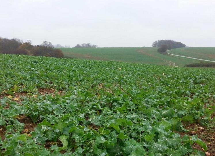 En Île-de-France ouest, Terres Inovia note des biomasses 15 à 35 % inférieures par rapport aux cinq campagnes précédentes.