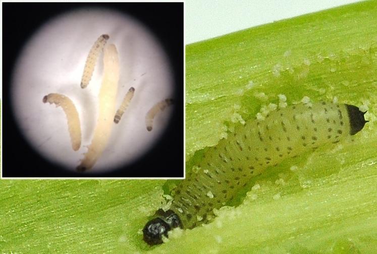 Terres Inovia a analysé les infestations de larves d'altises dans les cultures franciliennes.
