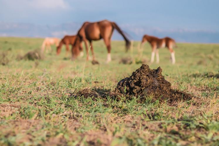 Dans les zones bien pourvues en activités équestres, le fumier de cheval peut être une ressource intéressante pour les méthaniseurs.