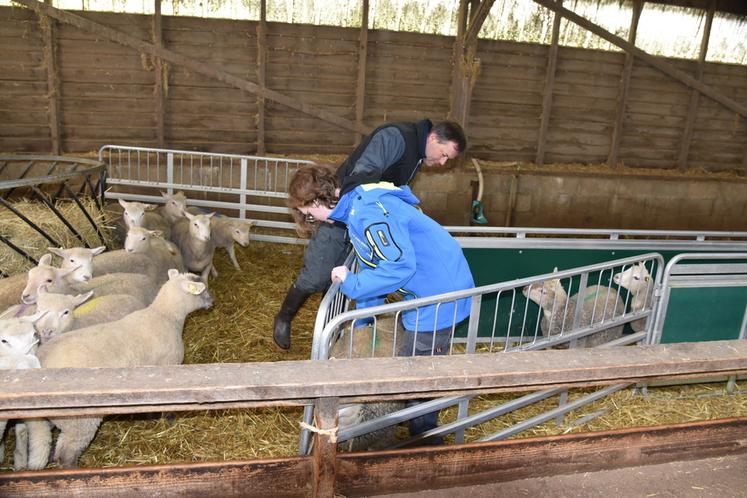 Une candidate est chronométrée pendant qu'elle évalue et pèse des agneaux.