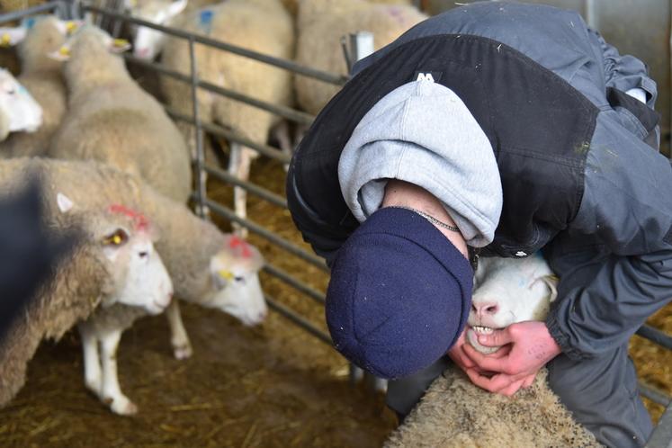 Un candidat évalue l'état de santé d'une brebis : examen des dents, prise de température, palpation de l'abdomen.
