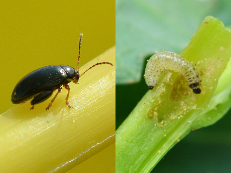 Terres Inovia et ses partenaires étudient des solutions de biocontrôle contre la grosse altise du colza.