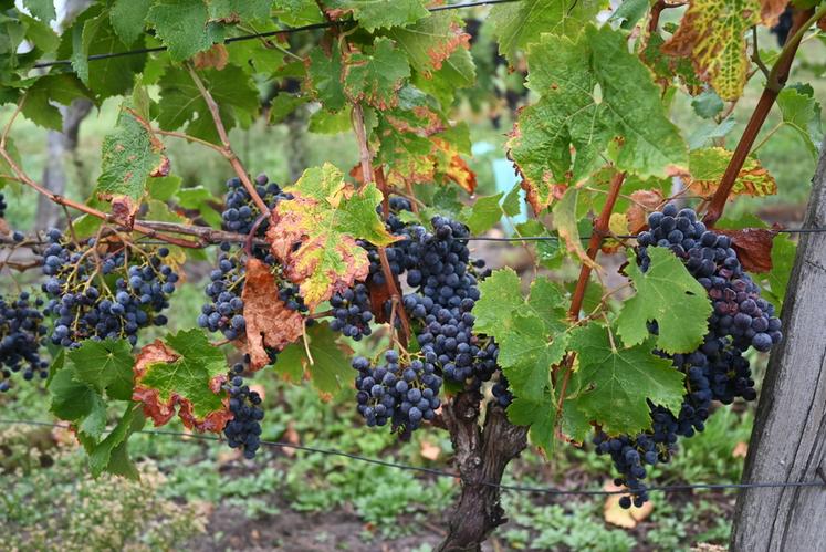 Une dizaine de vignerons de l'AOC Touraine vont planter des Variétés d'intérêt à fin d'adaptation (Vifa).