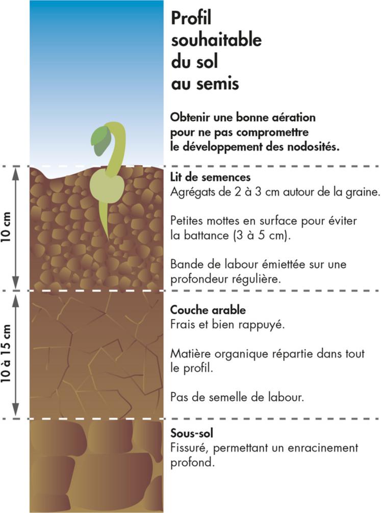 Une bonne structuration du sol facilite l'enracinement et la nodulation de la féverole de printemps.
