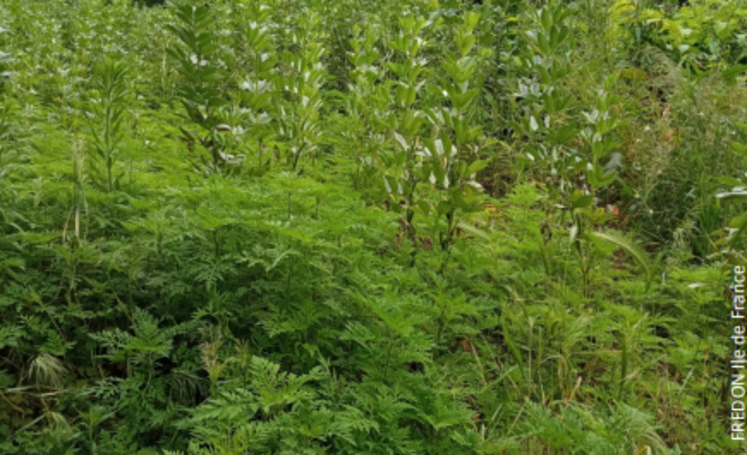 Ambroisie à feuilles d'armoise observée dans une parcelle de féverole dans le Val-d'Oise.