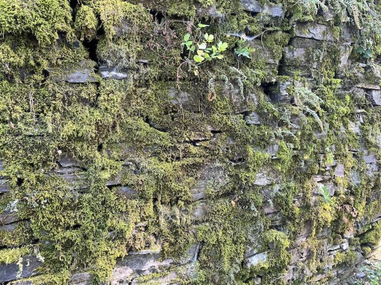 Mur en ardoises à Donzenac (Corrèze).